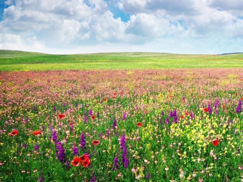 Carlisle at Carrboro Assisted Living Community exterior